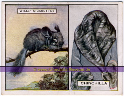 Wills's Cigarettes - Chinchilla