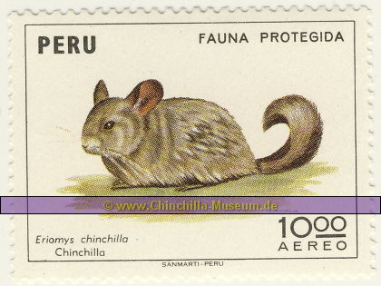 Eriamys chinchilla - Chinchilla