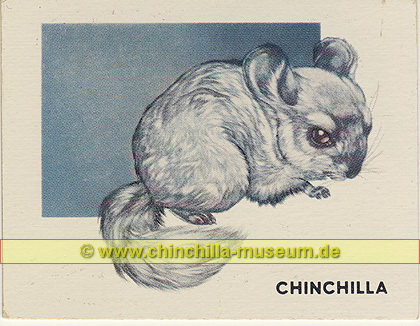Chinchilla - Expensive Animal